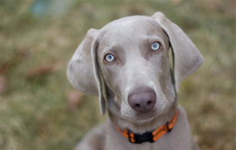 whiner reimer dogs|Weimaraner: Dog Breed Characteristics & Care .